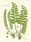 Fern II Poster Print by Gwendolyn Babbitt - Item # VARPDXBAB487